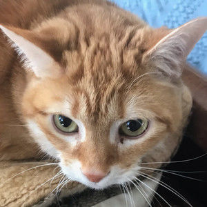 Meet your Posher, Sierra